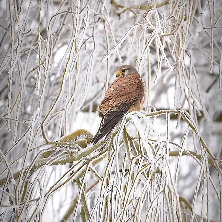 別荘 Maison Jeanny, Full House With Big Garden Frasnes-lez-Anvaing