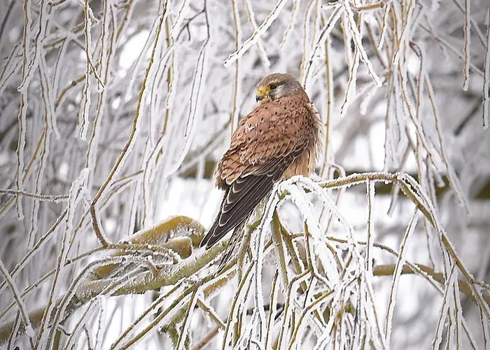 Hébergement de vacances Maison Jeanny, Full House With Big Garden Frasnes-lez-Anvaing